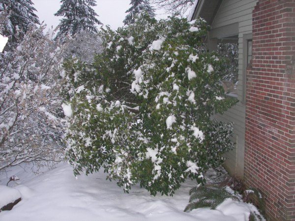 3592camellia